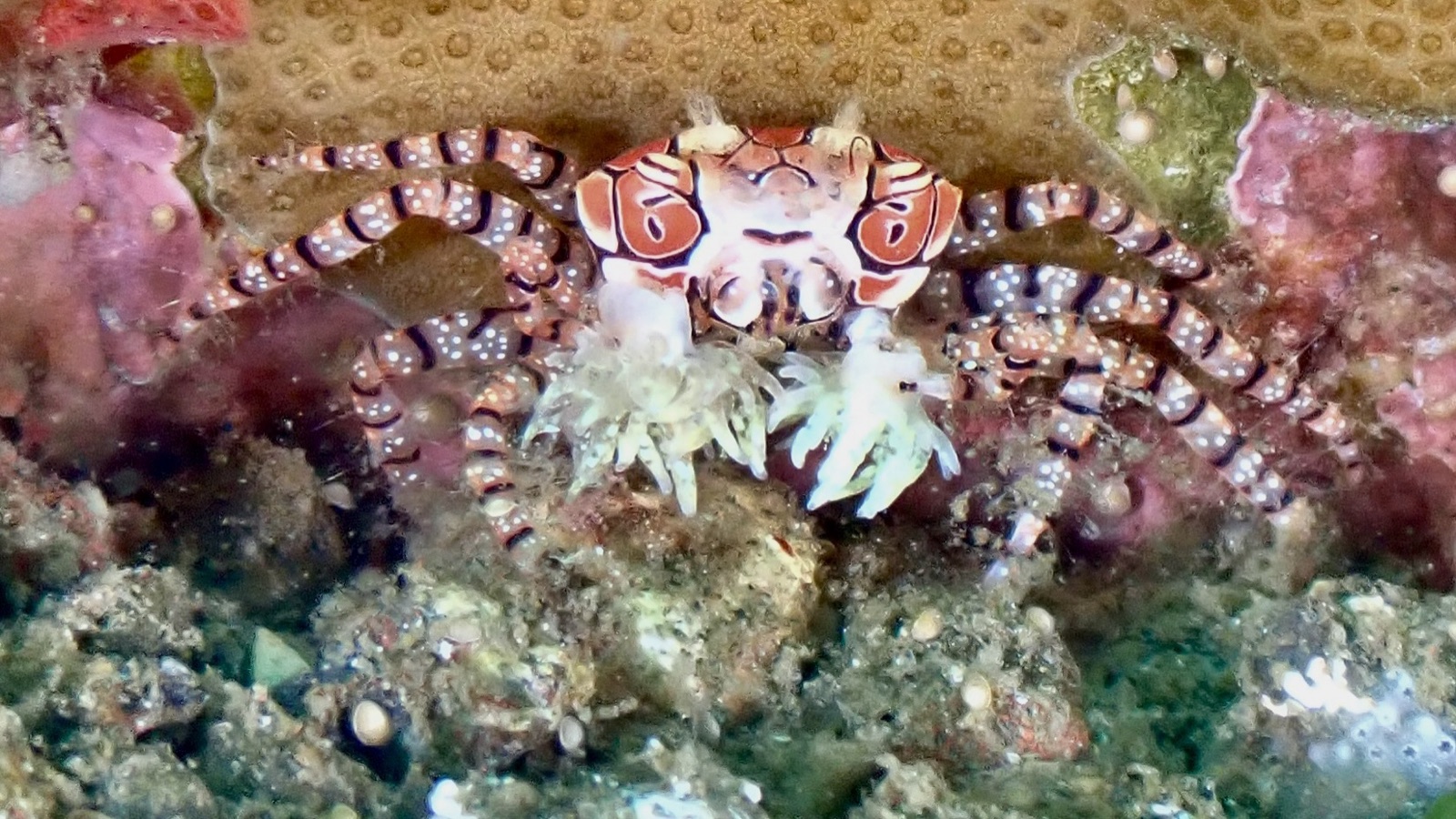 Foto de Cangrejo boxeador (Lybia tessellata)