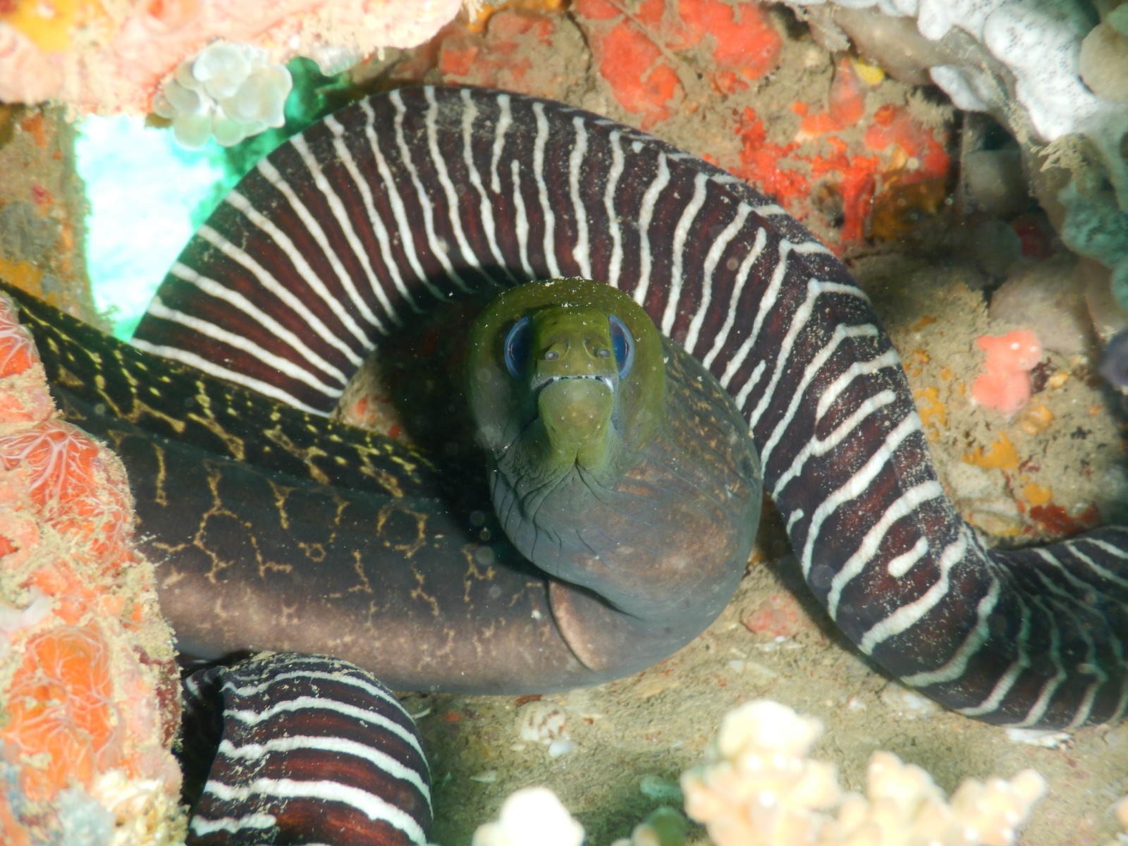 Photo of Undulated moray (Gymnothorax undulatus)