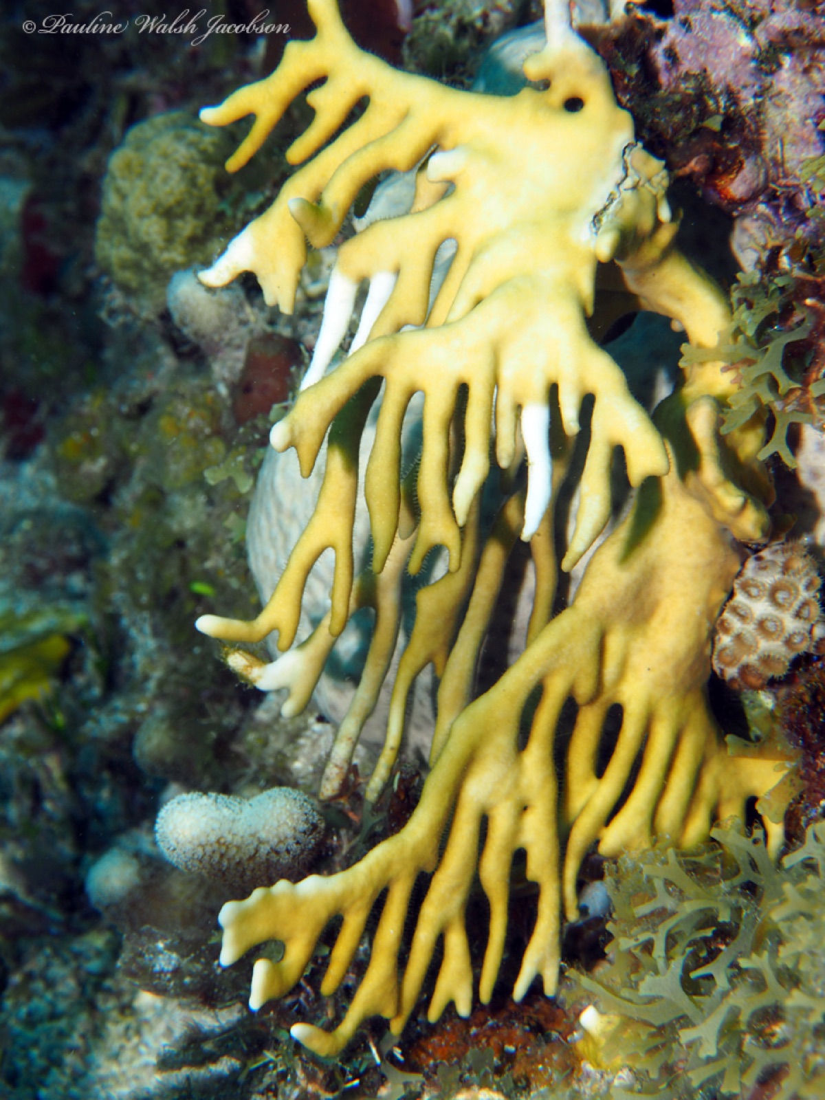 Foto de Coral de fuego (Millepora alcicornis)