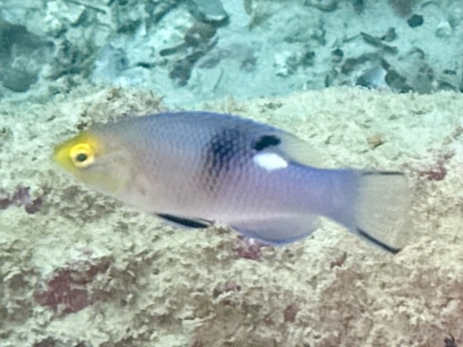 Photo of Speciosus hogfish (Bodianus speciosus)