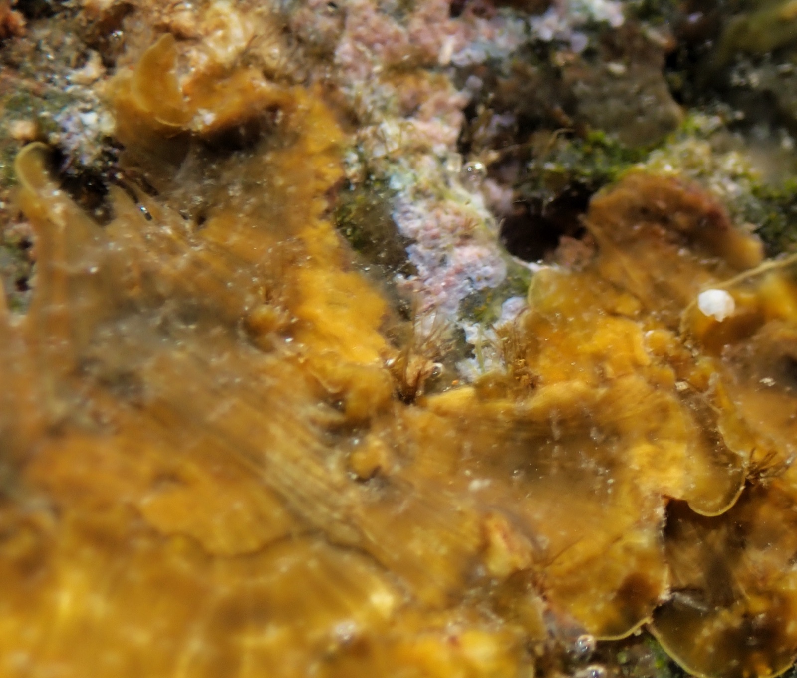 Foto de Lobófora variegada (Lobophora variegata)