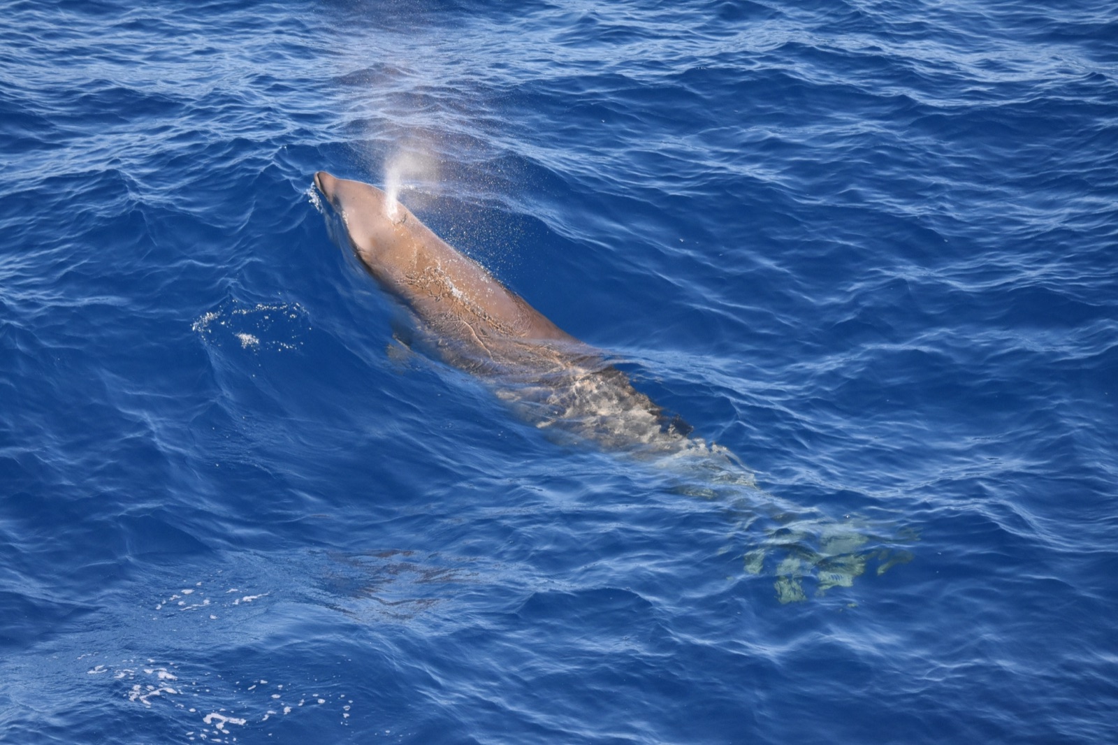 Foto de Ballena de Cuvier (Ziphius cavirostris)