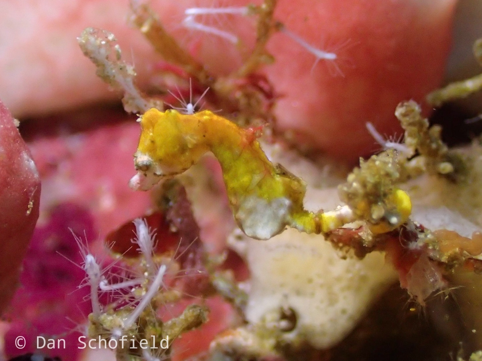 Photo of Pontoh's pygmy seahorse (Hippocampus pontohi)