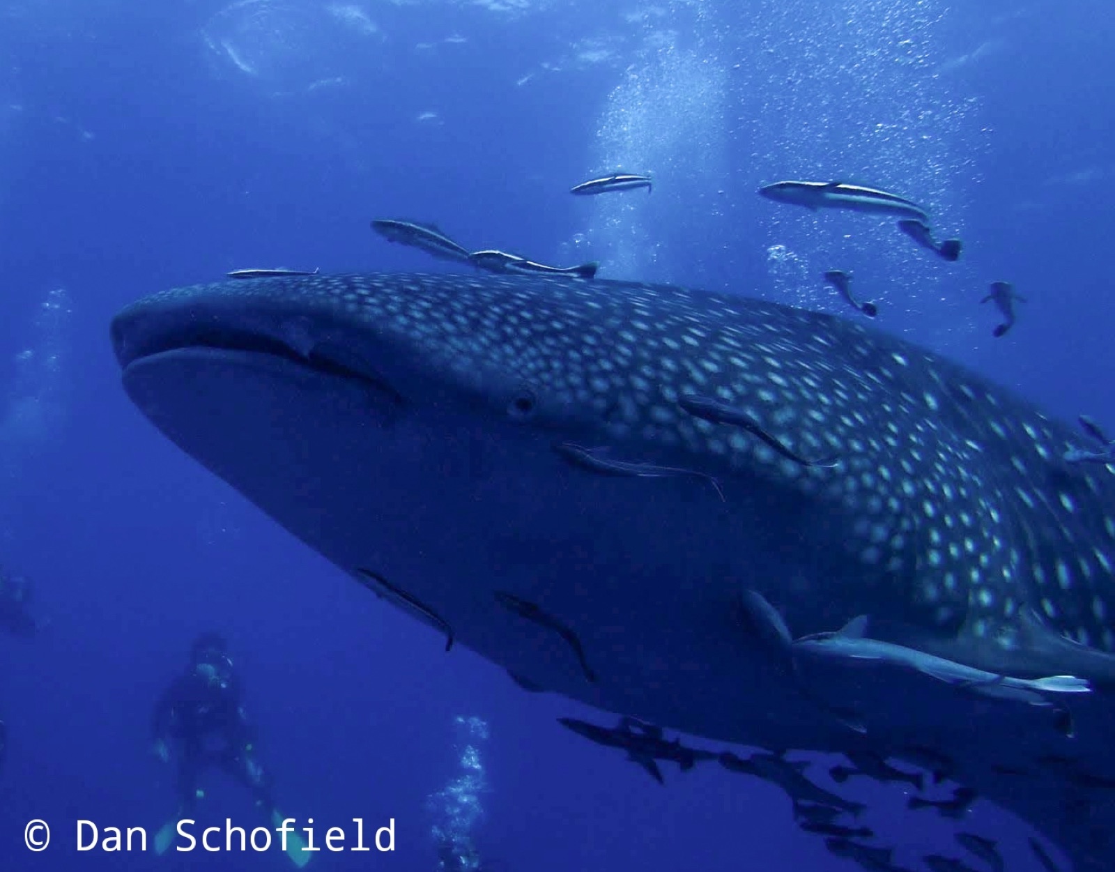 Photo of Whale shark (Rhincodon typus)