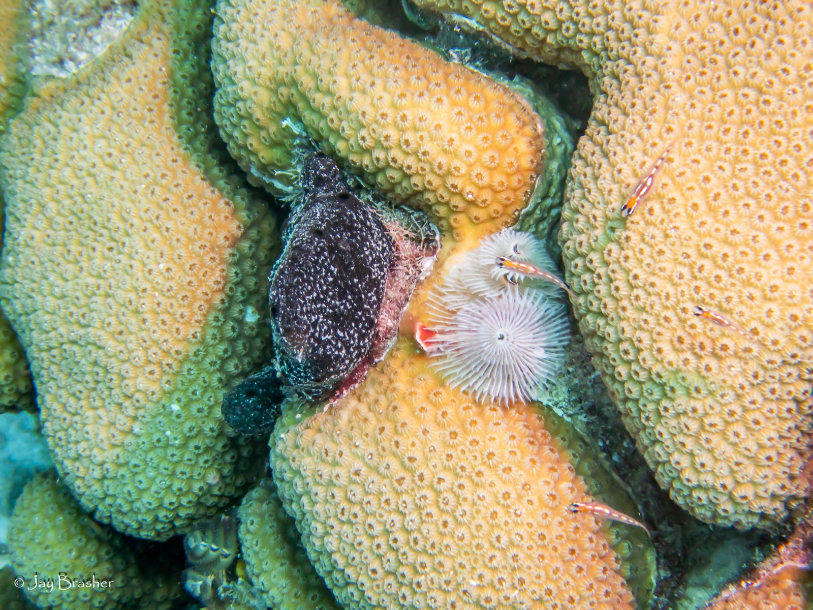 Photo de Corail étoile montagne (Orbicella annularis)
