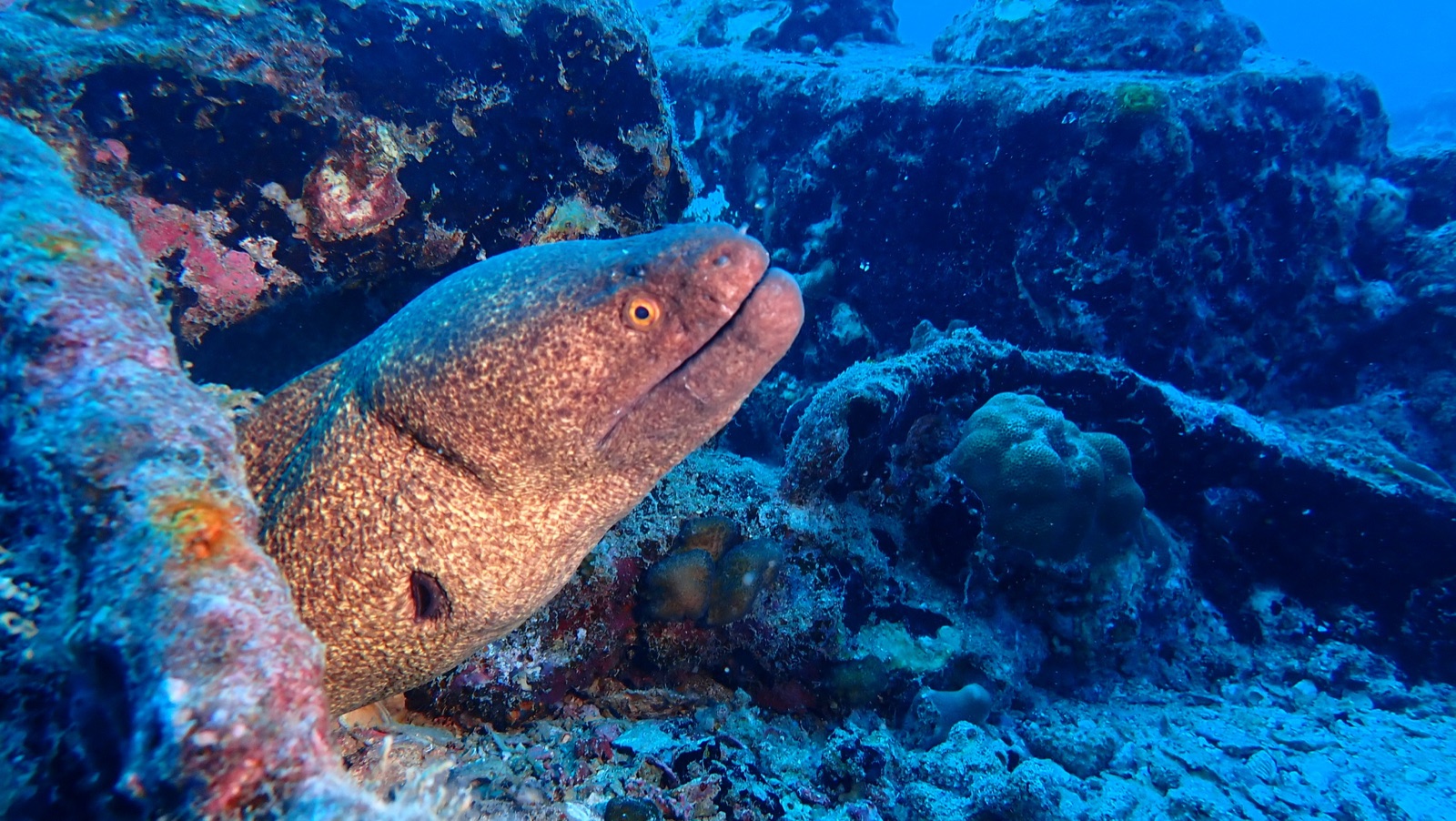 Photo de Murène à lisière jaune (Gymnothorax flavimarginatus)