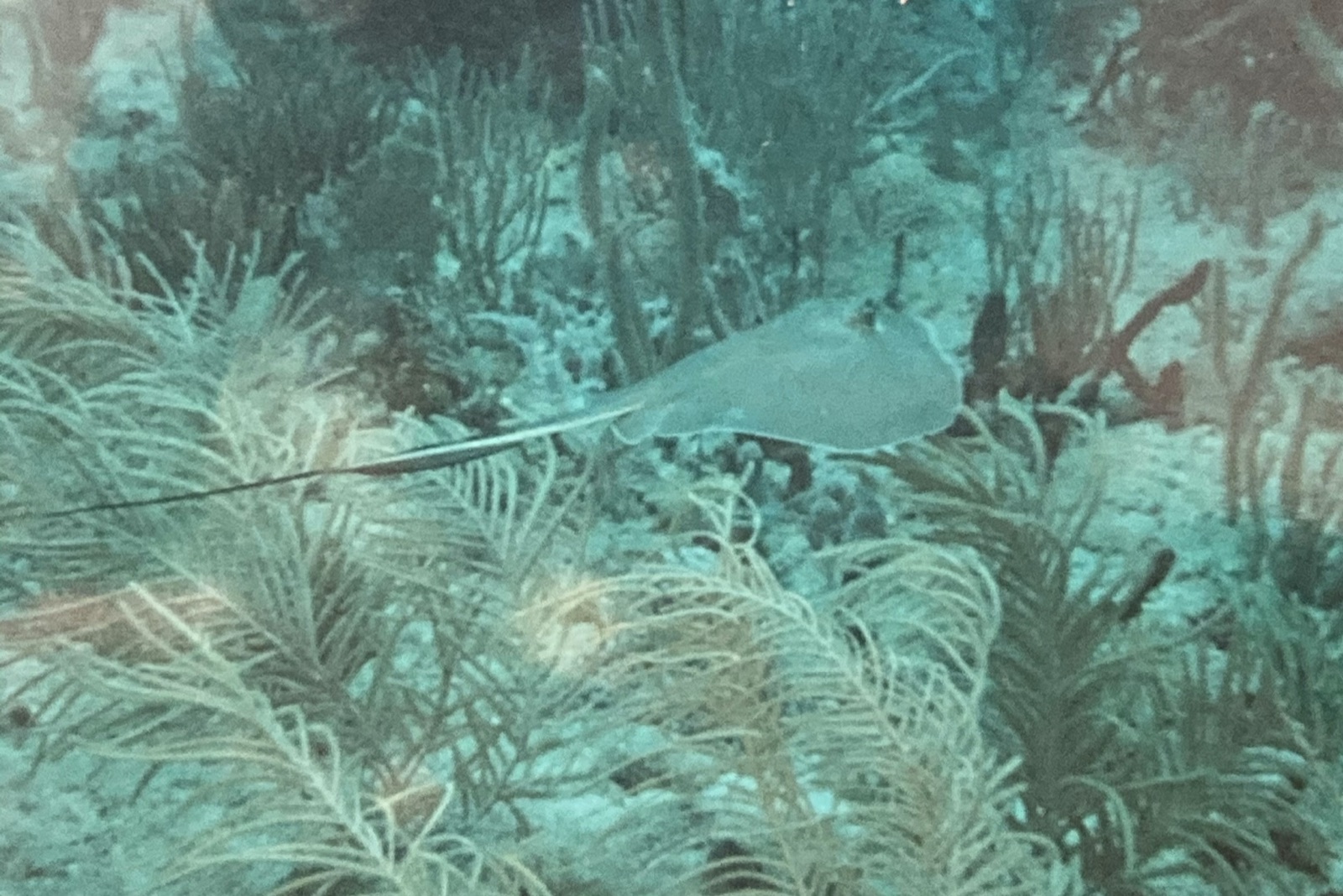 Photo de Pastenague américaine (Hypanus americanus)