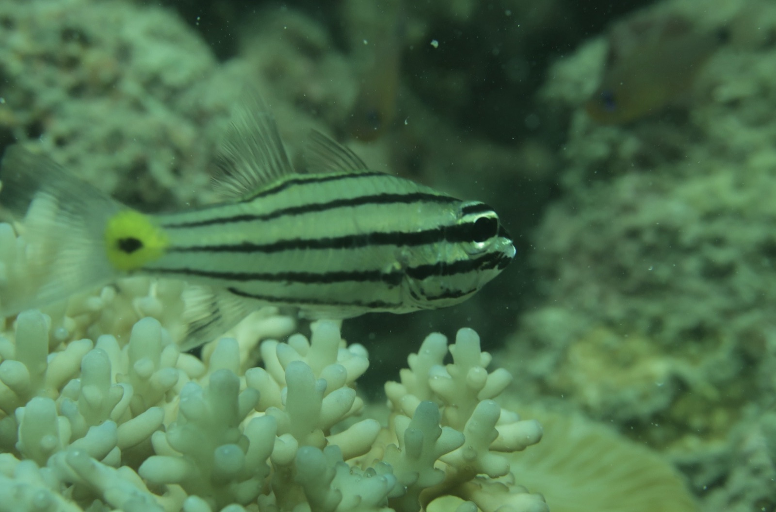 Foto de Cardenal de cinco lineas (Cheilodipterus quinquelineatus)