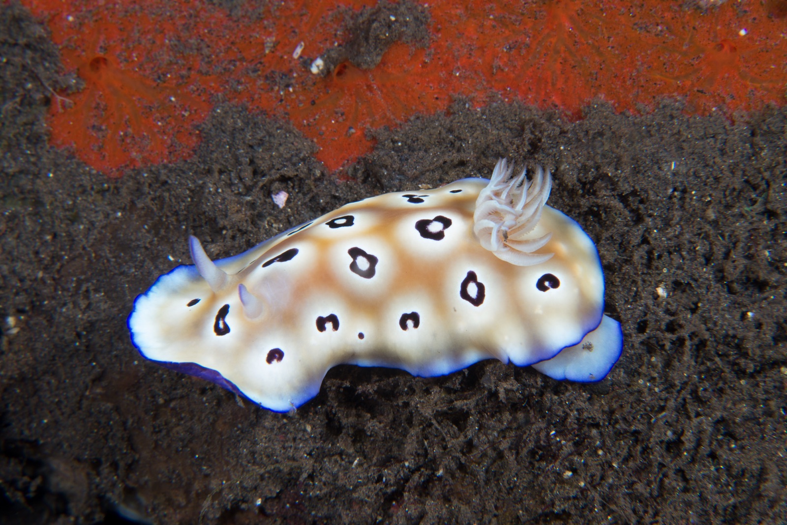 Foto de Goniobranchus leopardo (Goniobranchus leopardus)