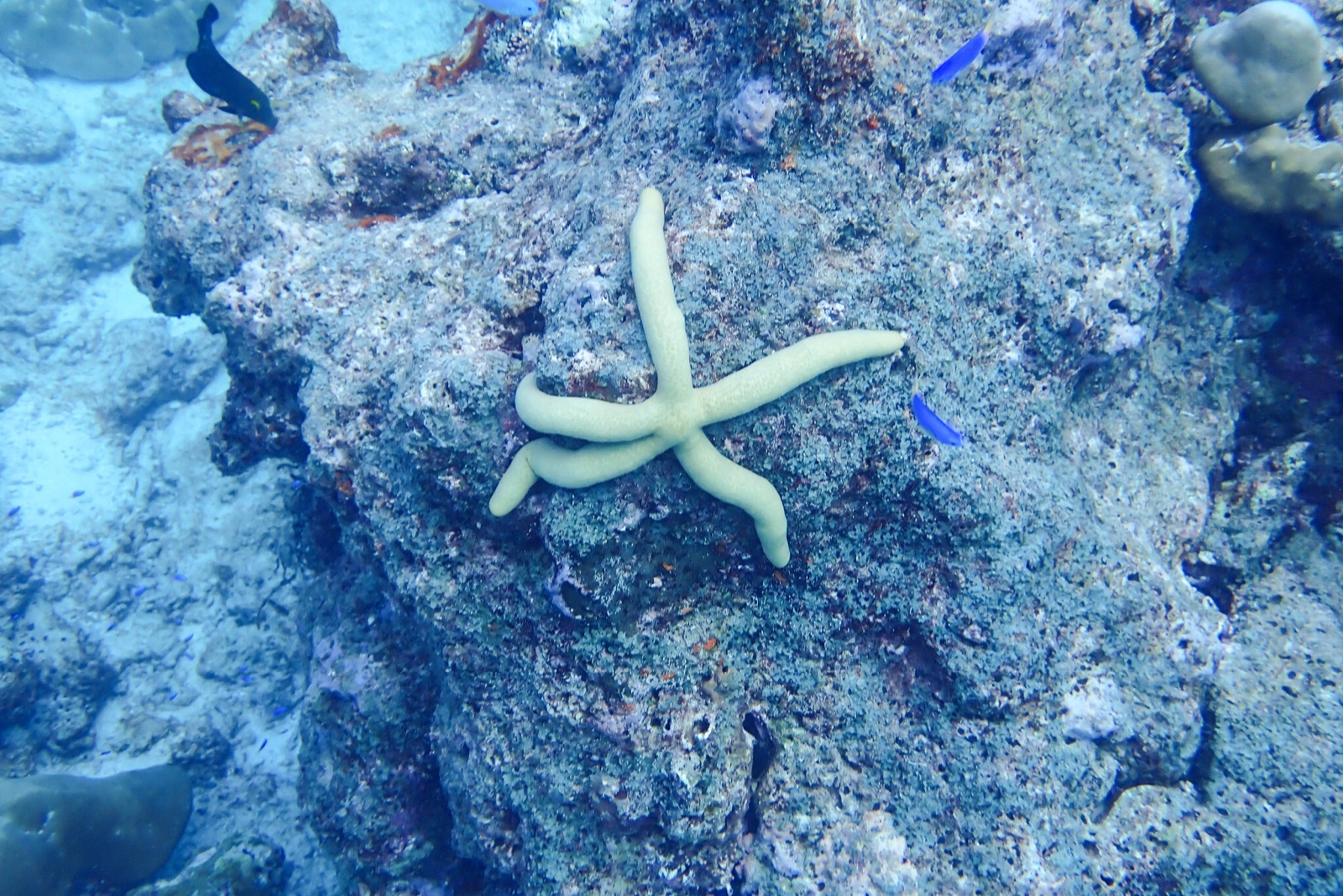 Foto de Estrella huso caribeña (Linckia guildingi)