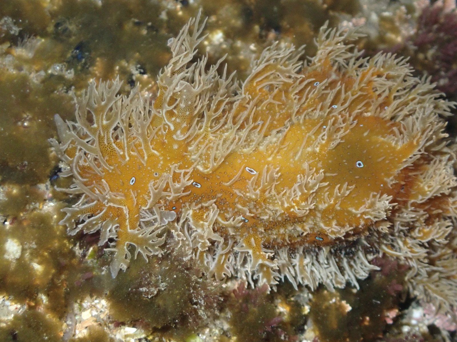 Photo of Leach's Sea Hare (Bursatella leachii)