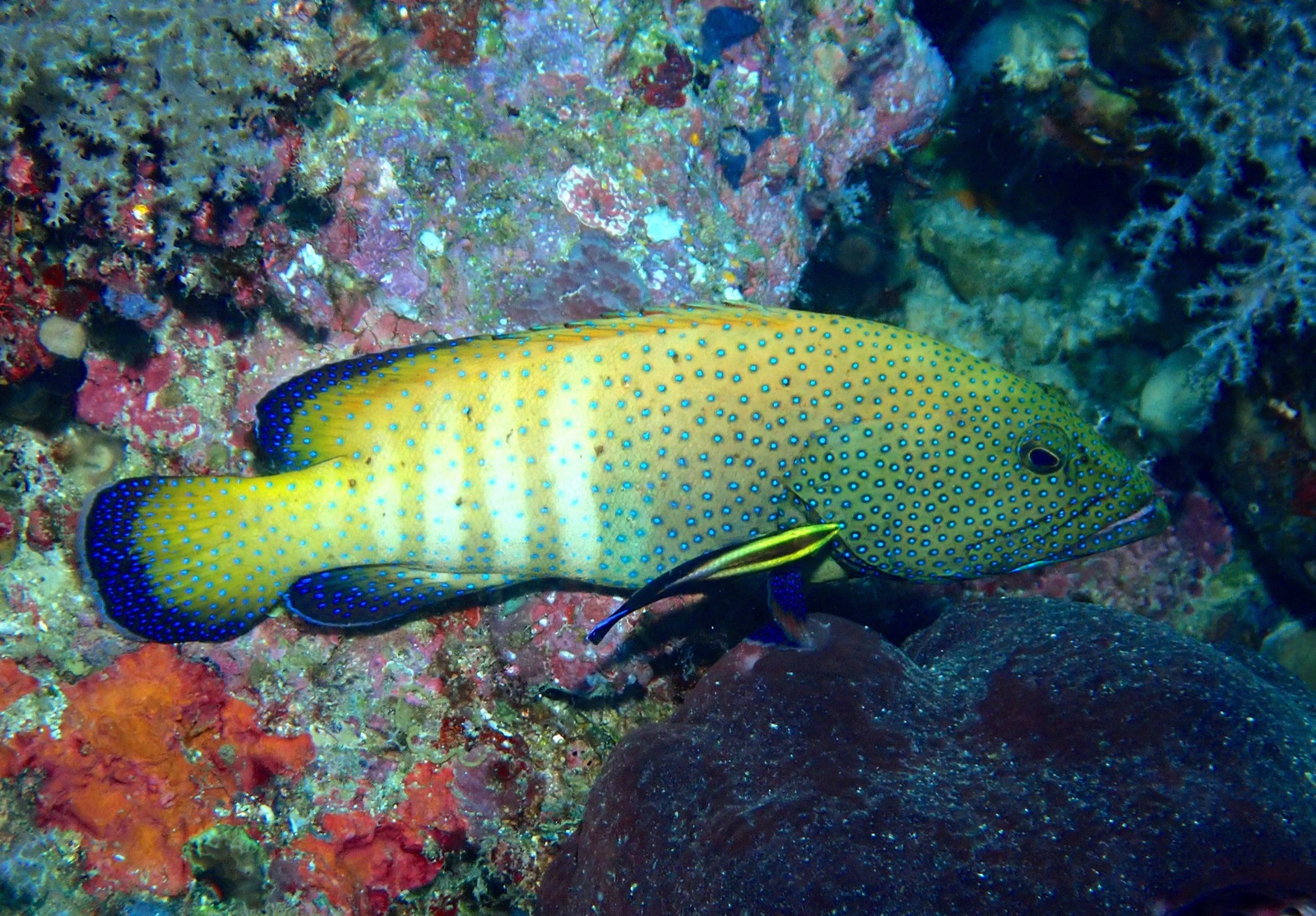Photo de Merou paon (Cephalopholis argus)