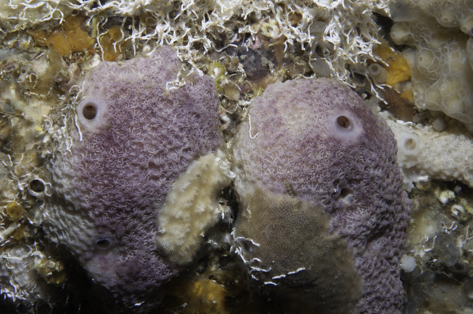 Foto de Esponja higo (Ircinia variabilis)