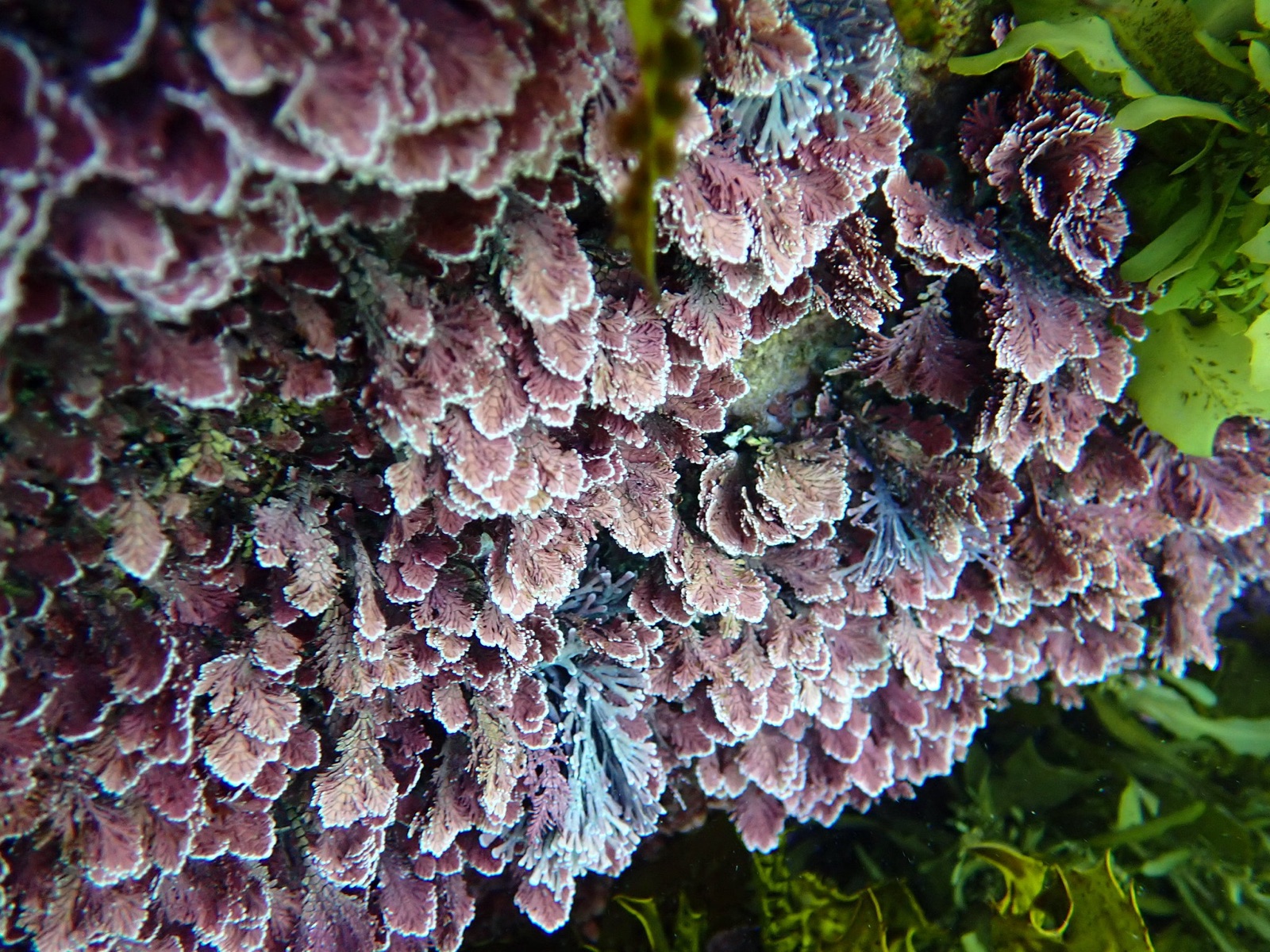 Photo de Corallina officinale (Corallina officinalis)