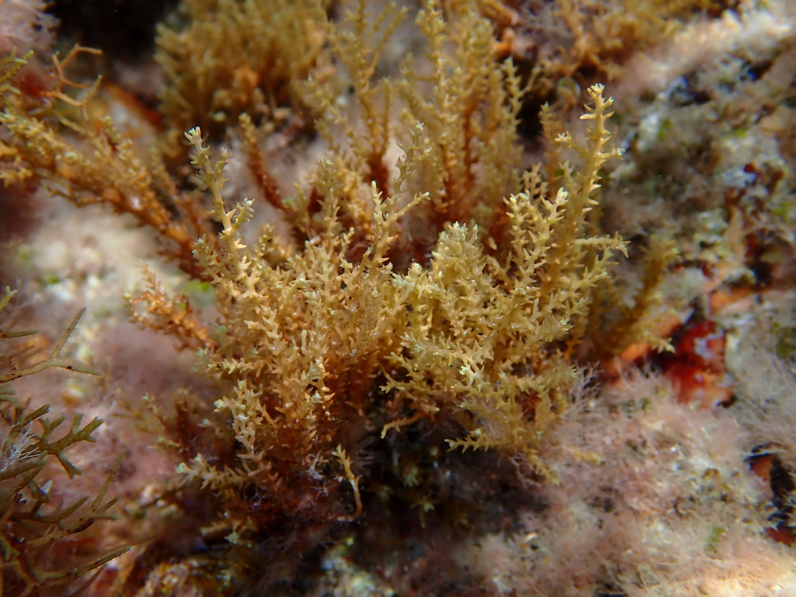 Photo de Cystoseire amentacée (Cystoseira amentacea)