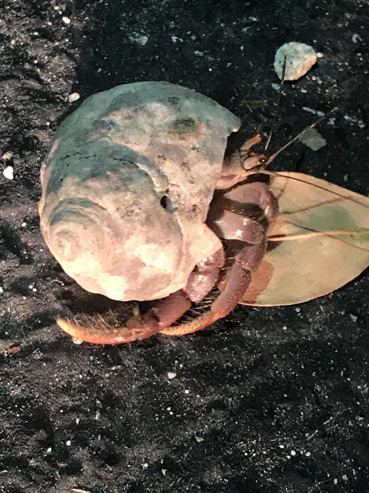 Photo de Crabe-ermite des Caraïbes (Coenobita clypeatus)