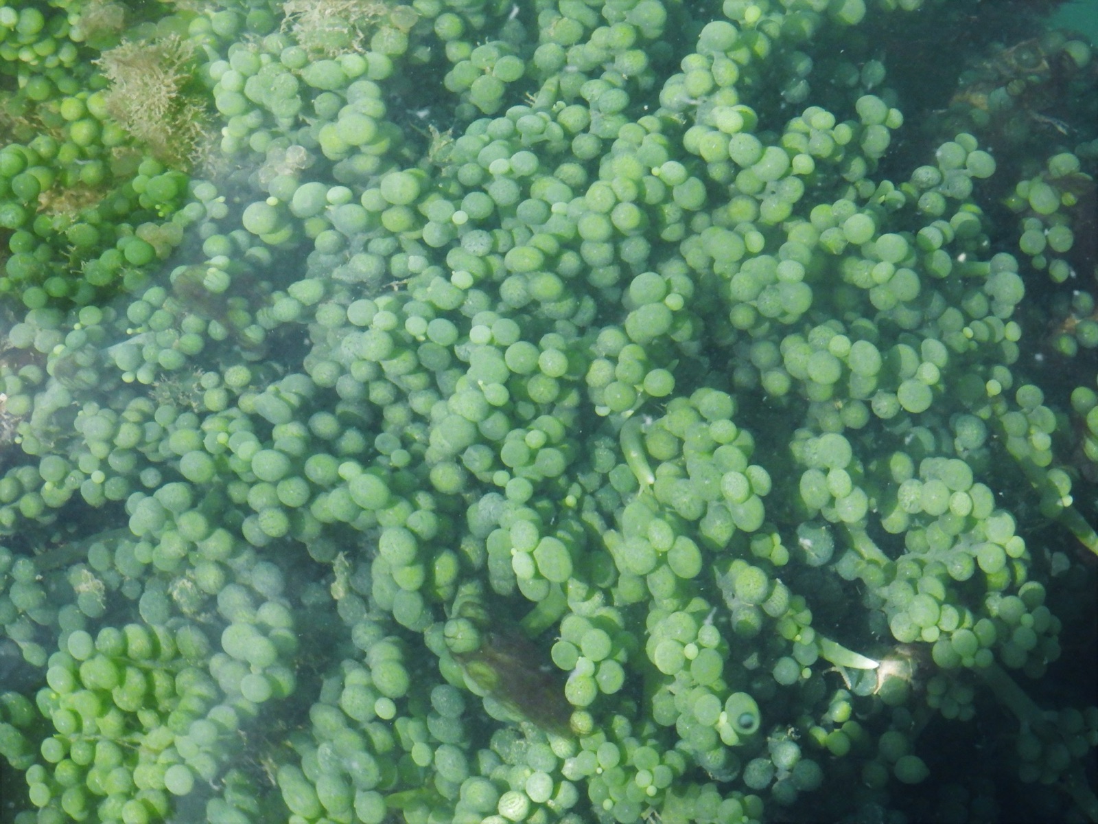 Foto de Caulerpa racemosa (Caulerpa racemosa)