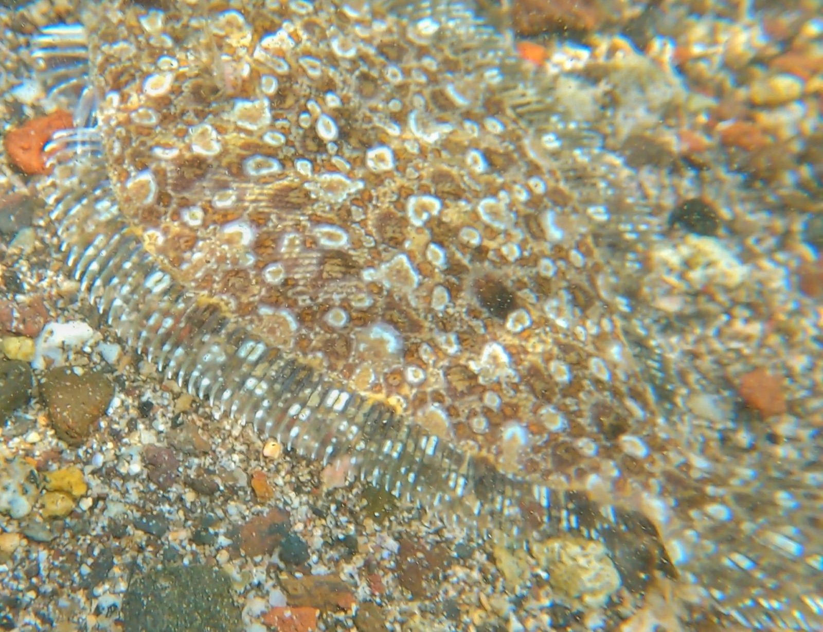 Photo of Pacific leopard flounder (Bothus leopardinus)