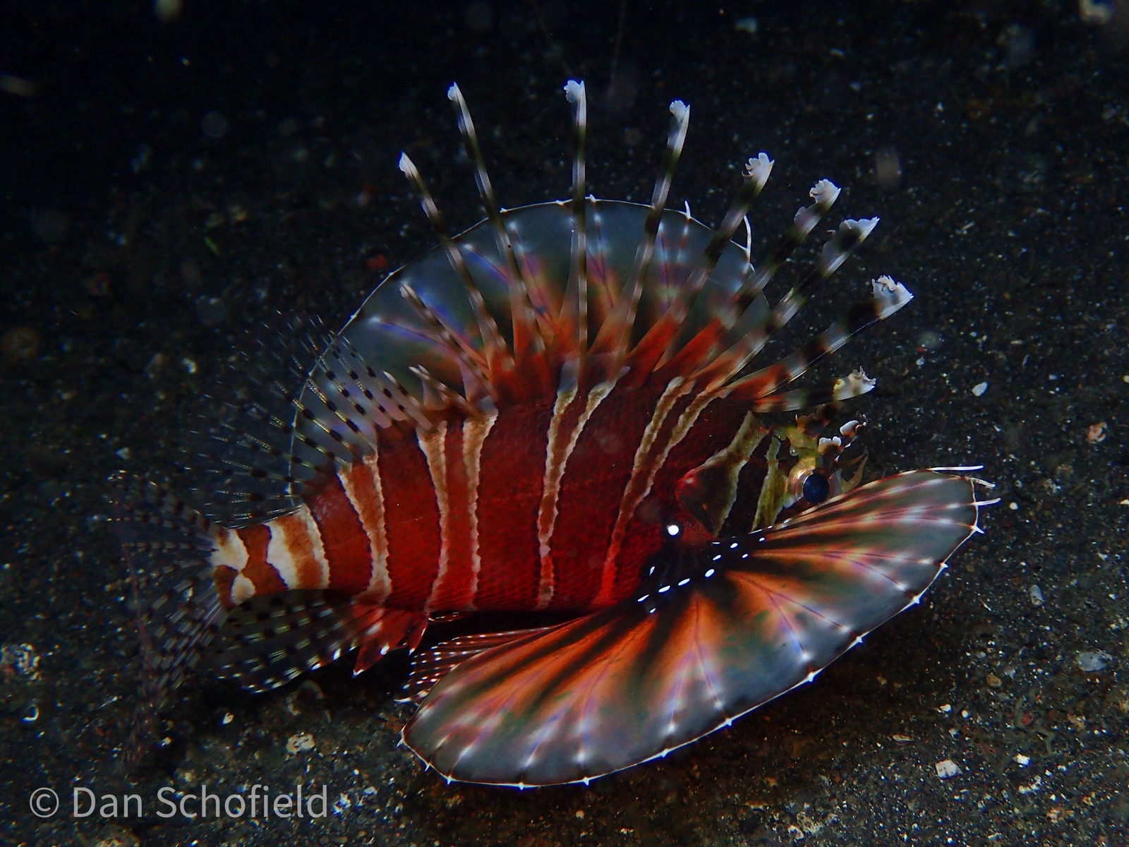 Photo de Rascasse zebrée (Dendrochirus zebra)