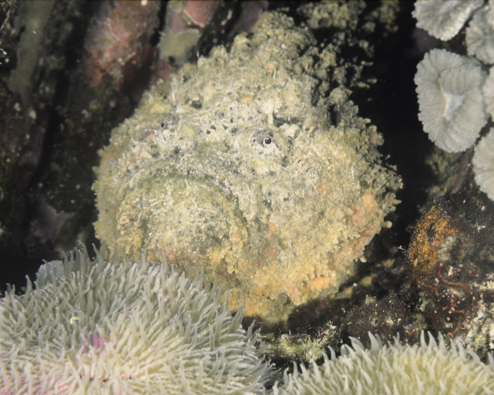 Photo of Reef stonefish (Synanceia verrucosa)