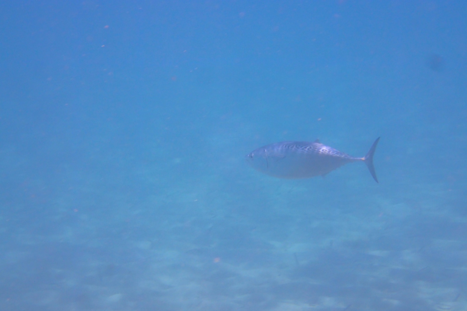 Photo of Little tunny (Euthynnus alletteratus)