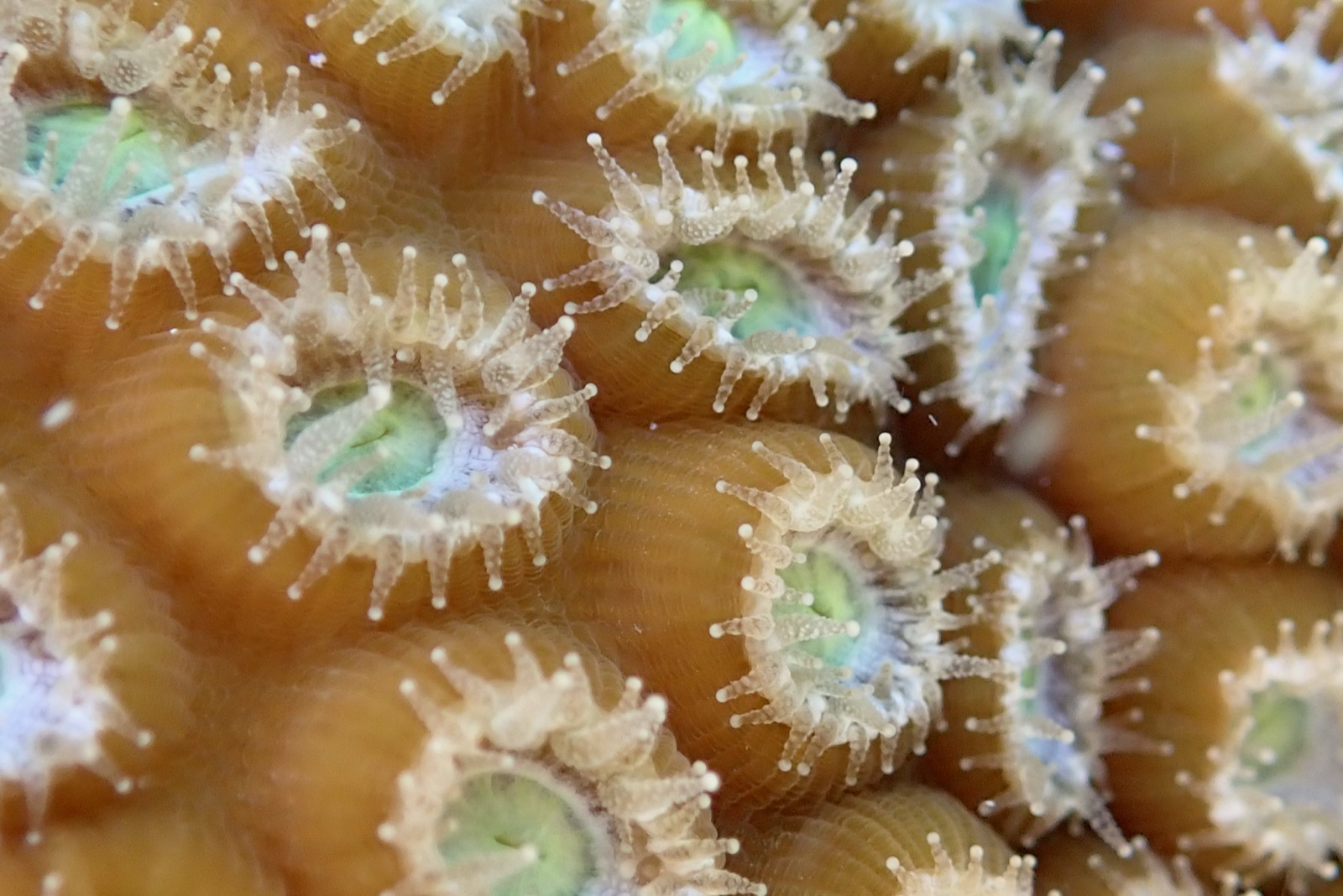 Foto de Coral de estrella grande (Montastraea cavernosa)