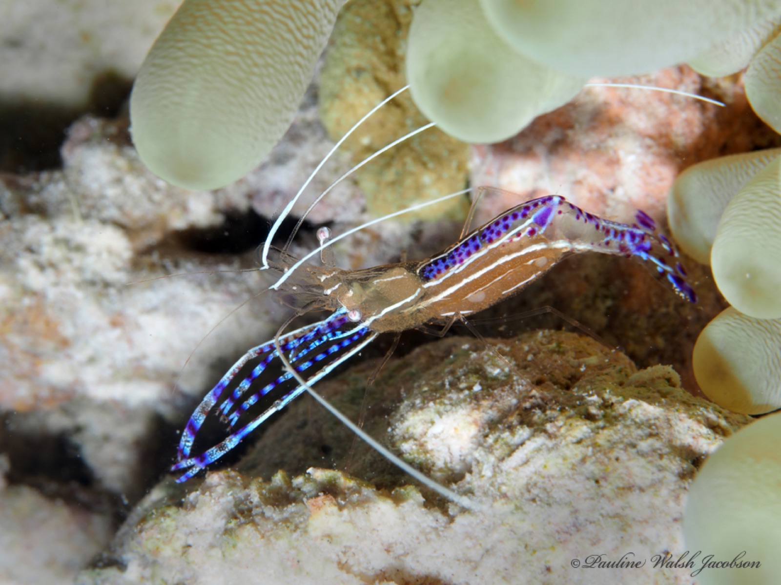 Foto de Camarón limpiador de Pederson (Ancylomenes pedersoni)