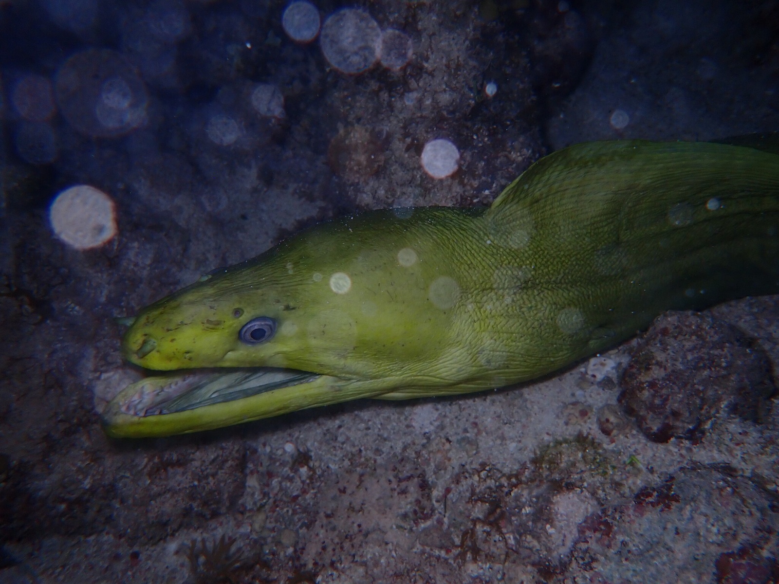 Photo de Murène verte (Gymnothorax funebris)