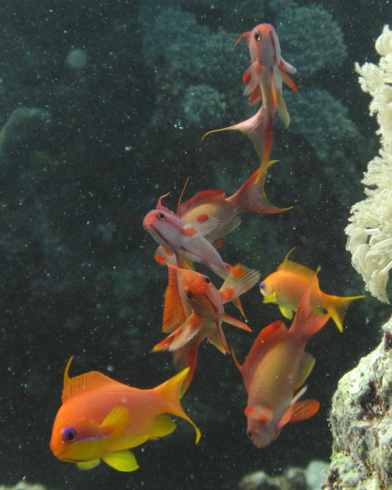 Photo of Sea goldie (Pseudanthias squamipinnis)
