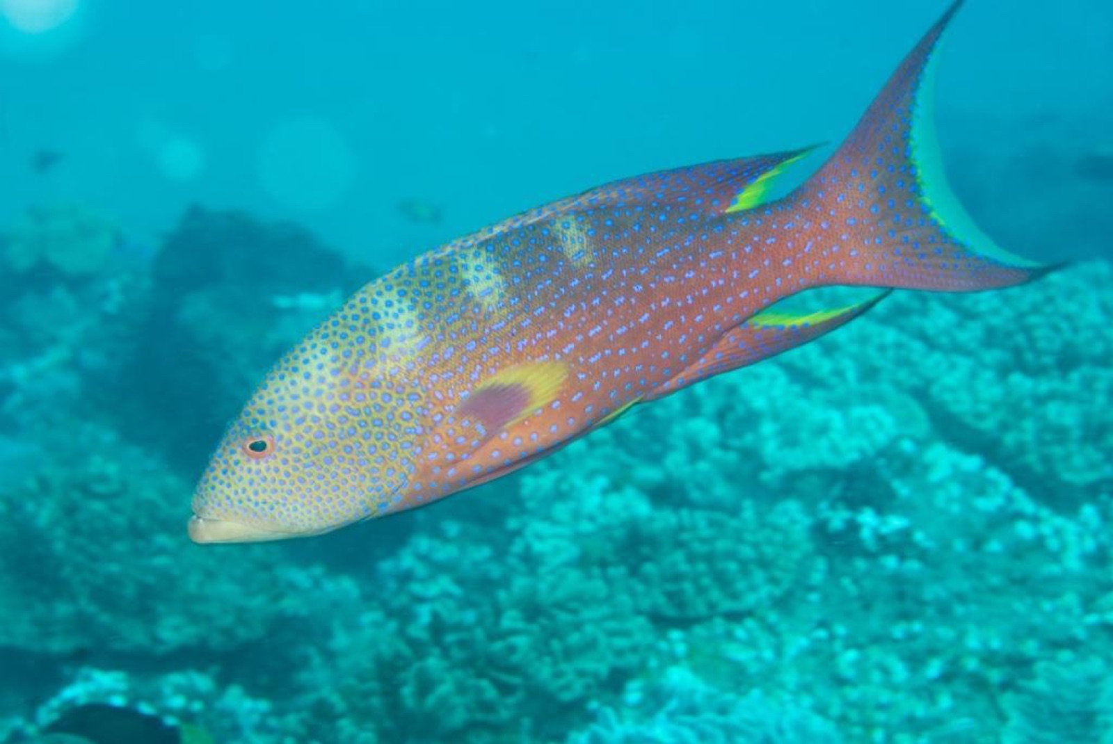 Photo de Merou à queue en croissant (Variola louti)