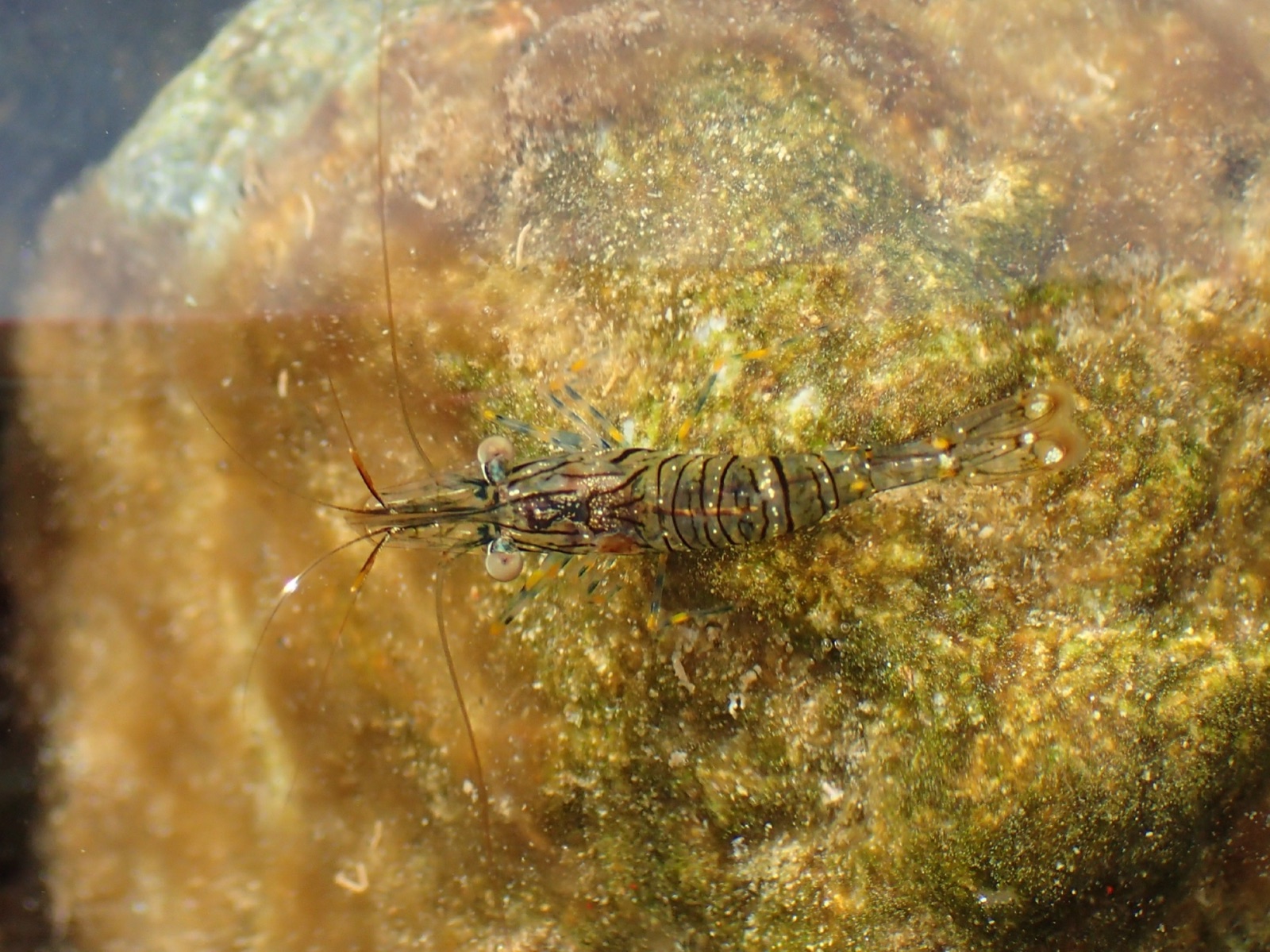 Photo de Crevette élégante (Palaemon elegans)