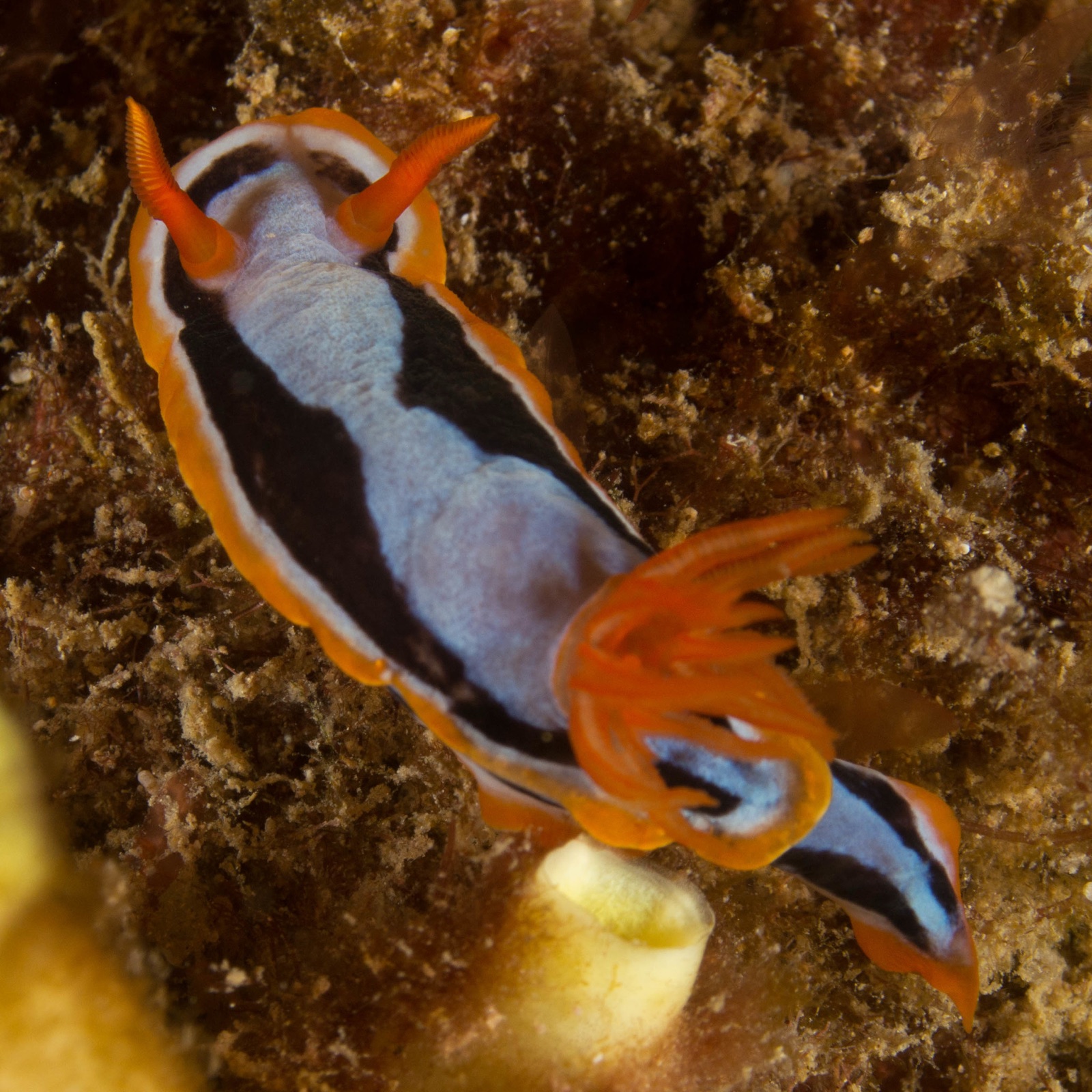 Photo de Chromodoris de Coleman (Chromodoris colemani)