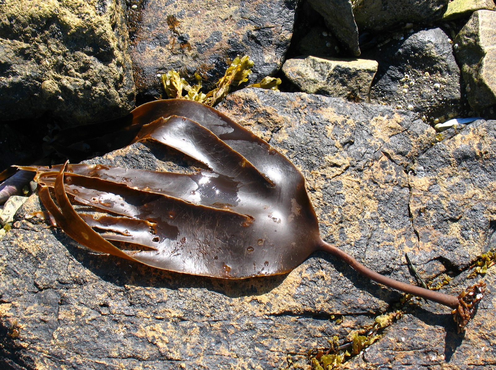Foto de Kelp digitada (Laminaria digitata)