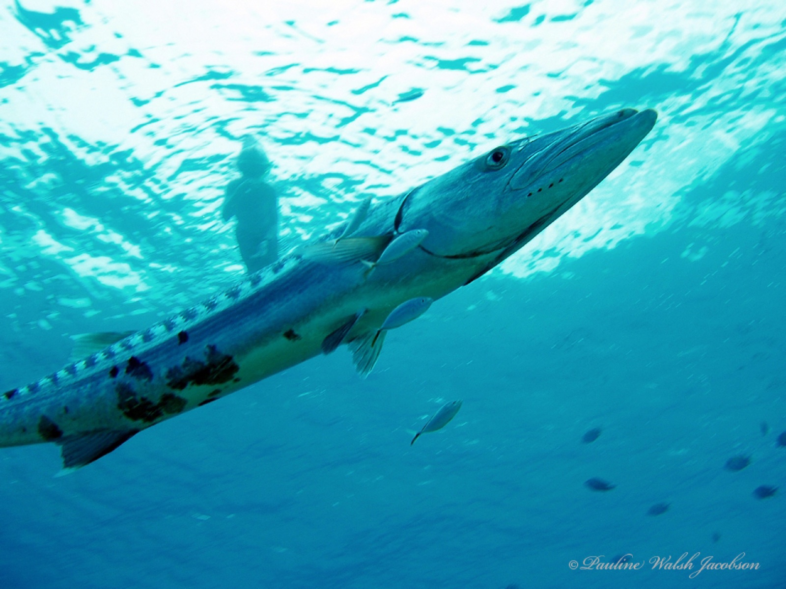 Photo of Great barracuda (Sphyraena barracuda)