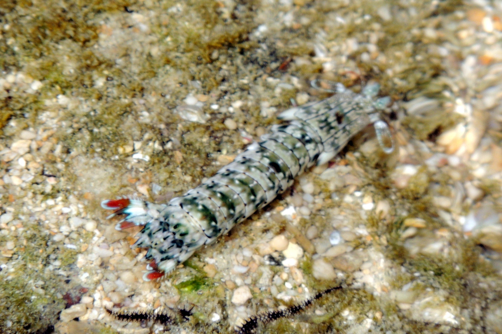 Photo de Squille-chirurgienne (Gonodactylus chiragra)