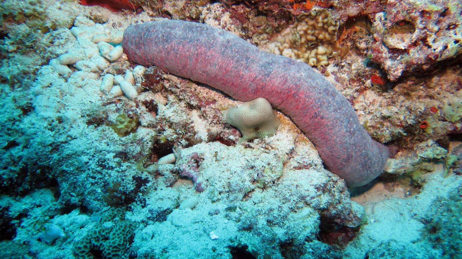 Foto de Pepino de mar rosa (Holothuria edulis)