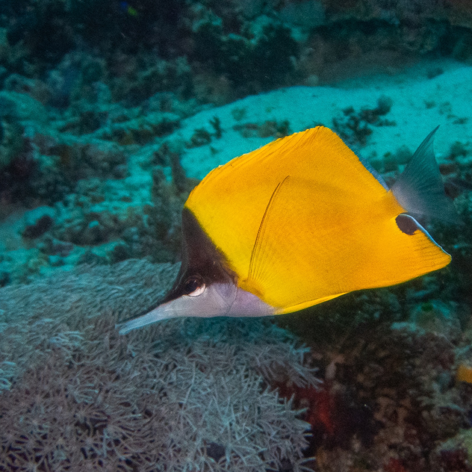 Photo of Longnose butterflyfish (Forcipiger flavissimus)