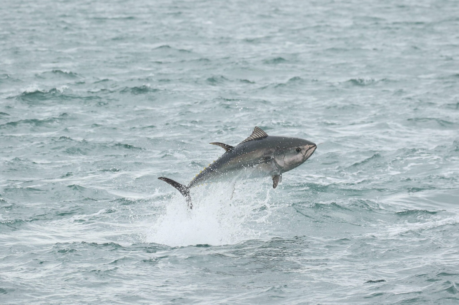 Photo of Atlantic bluefin tuna (Thunnus thynnus)