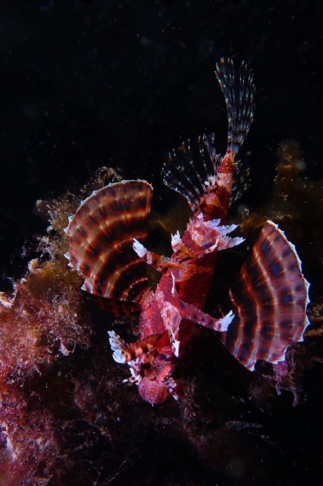 Photo de Rascasse a courtes nageoires (Dendrochirus brachypterus)