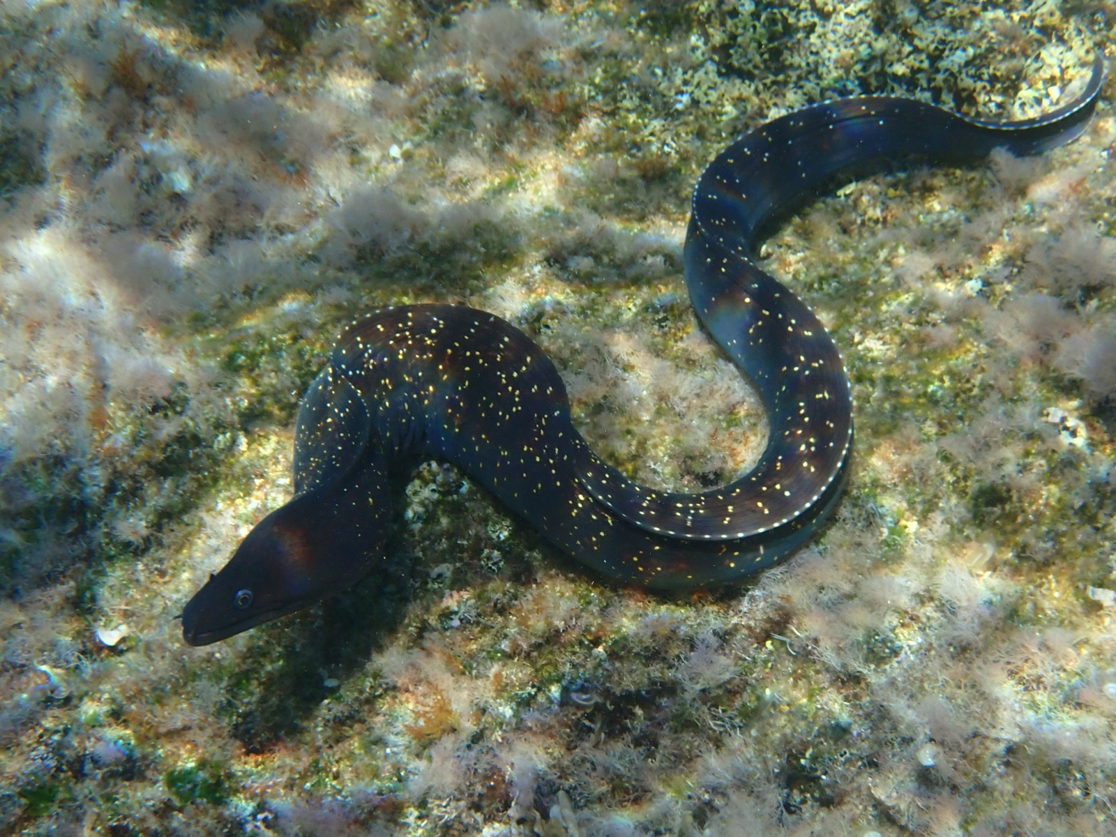 Foto de Morena mediterránea (Muraena helena)