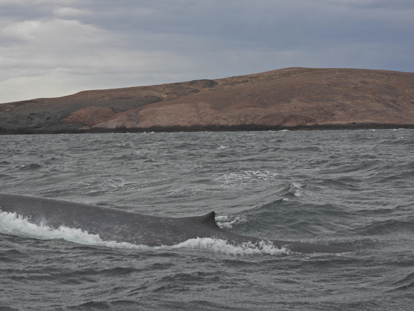 Photo de Baleine bleue (Balaenoptera musculus)