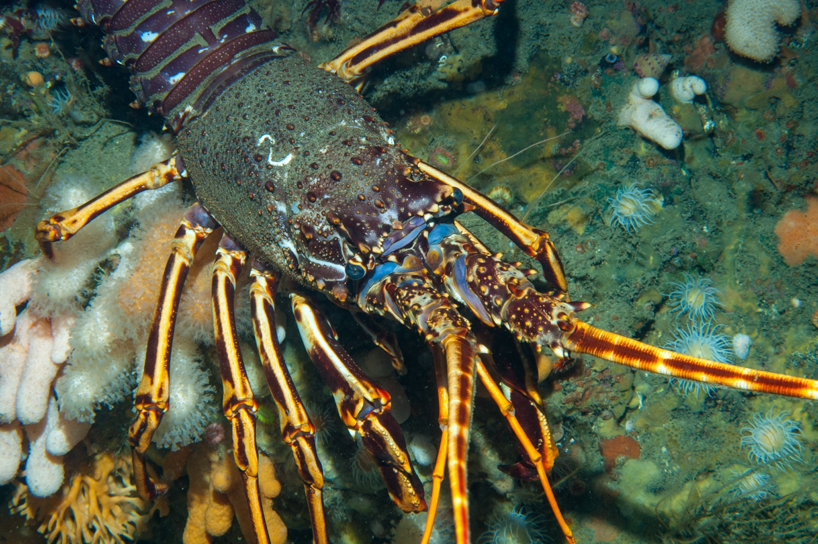 Foto de Langosta común (Palinurus elephas)