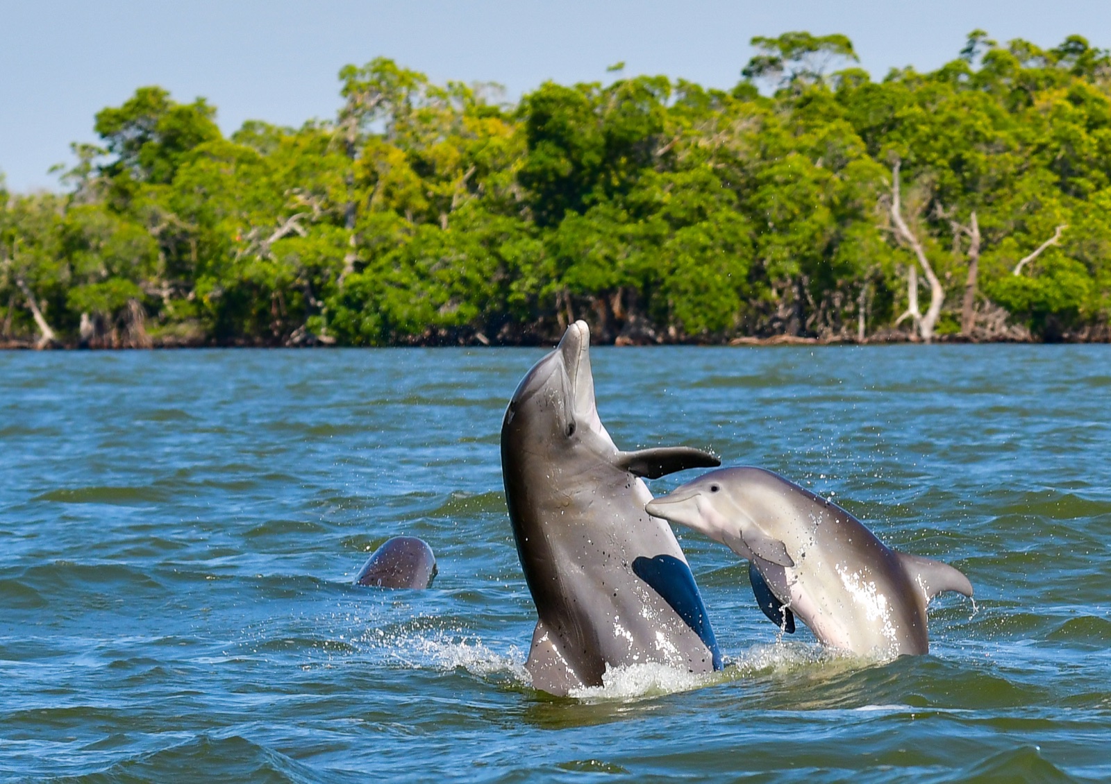 Foto de Delfin mular (Tursiops truncatus)
