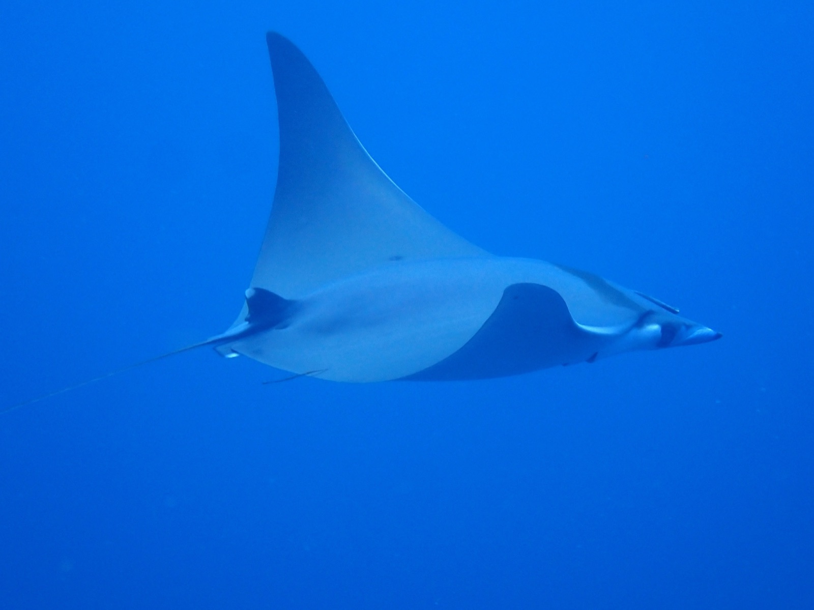 Photo of Bentfin devil ray (Mobula thurstoni)