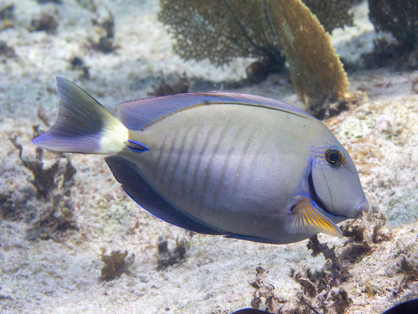 Foto de Cirujano rayado (Acanthurus chirurgus)