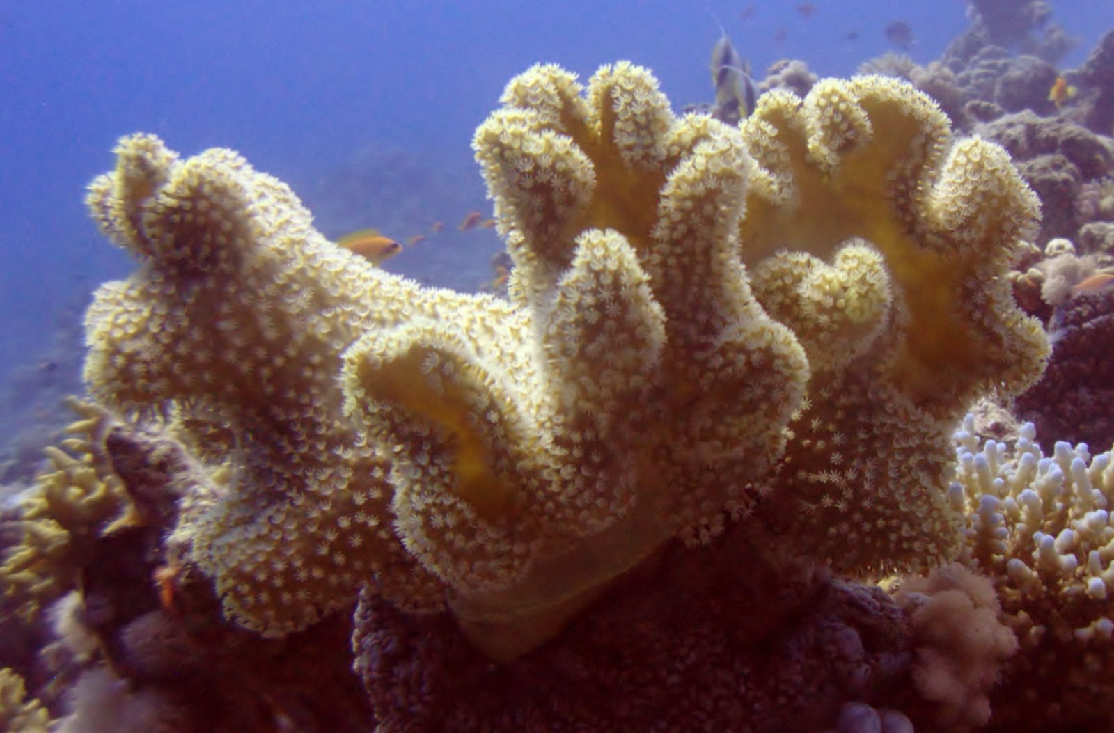 Foto de Coral champinon cuero (Sarcophyton trocheliophorum)
