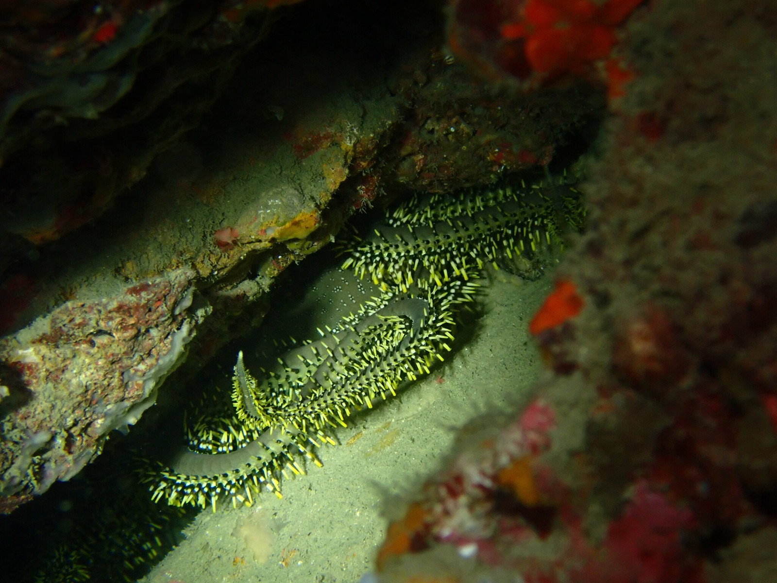 Foto de Estrella quebradiza gigante verde (Ophiarachna incrassata)