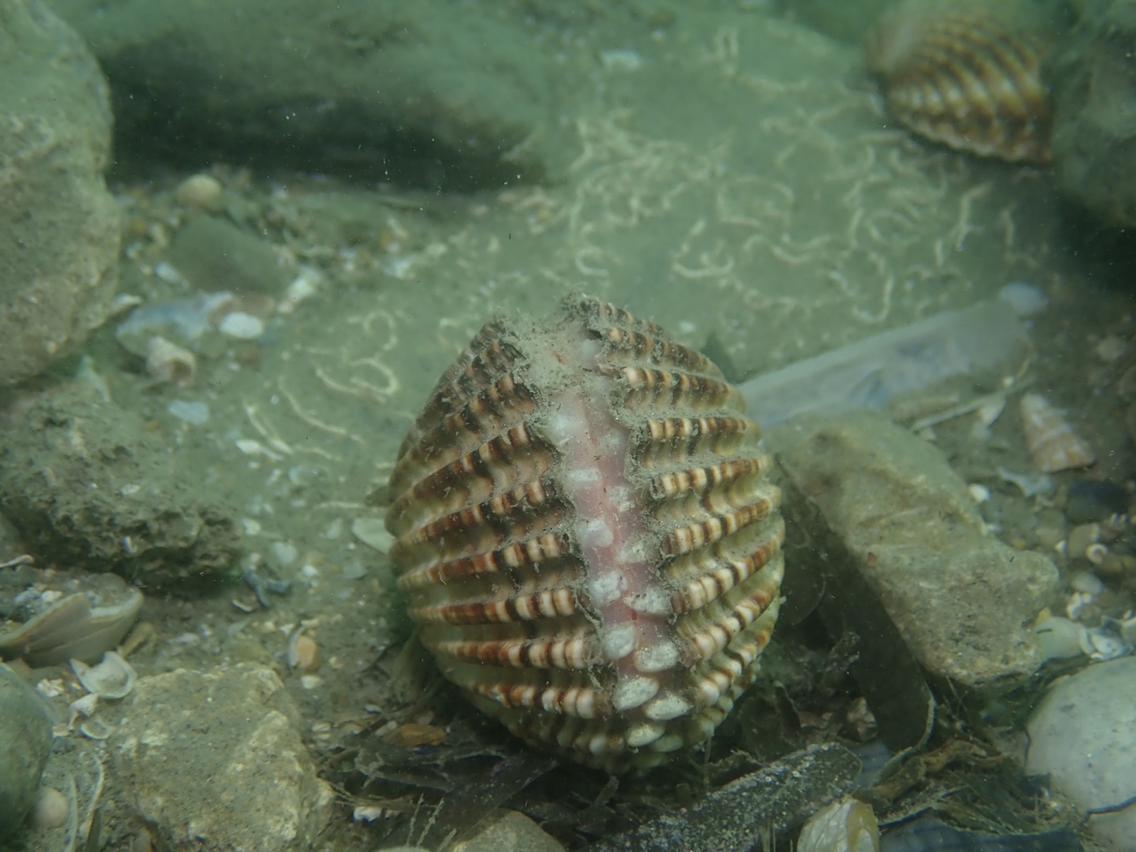Photo of Rough cockle (Acanthocardia tuberculata)
