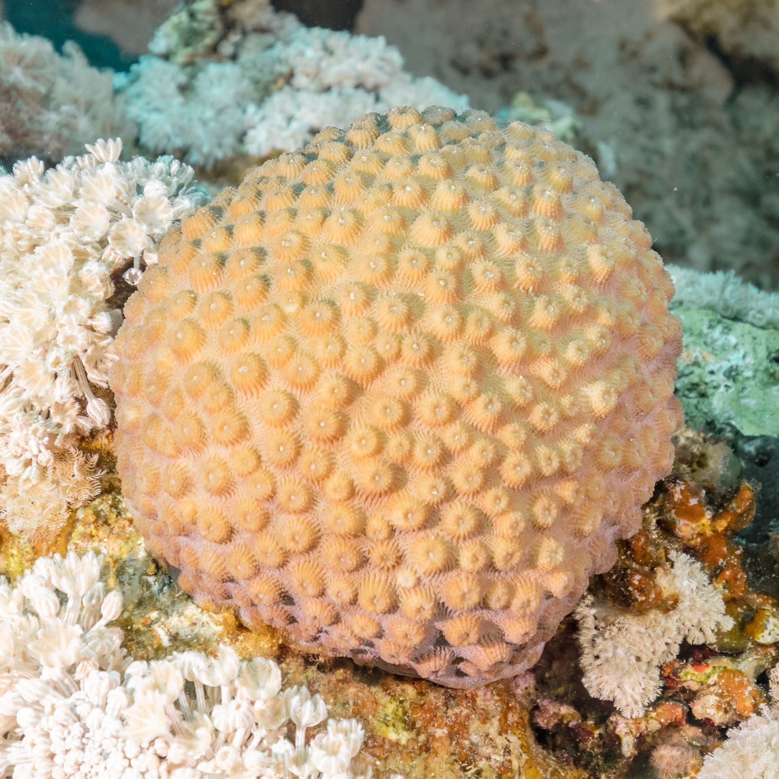 Photo of Pulse coral (Xenia umbellata)