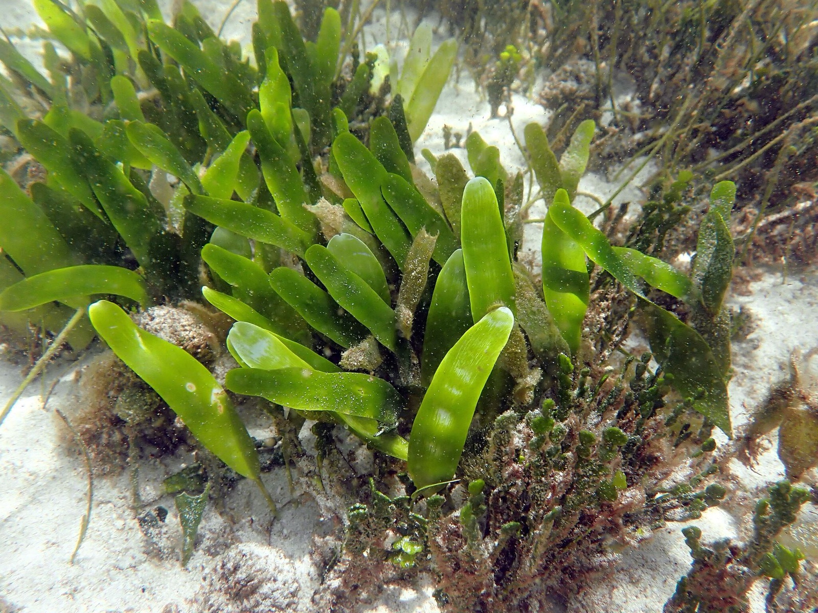 Foto de Caulerpa prolífera (Caulerpa prolifera)